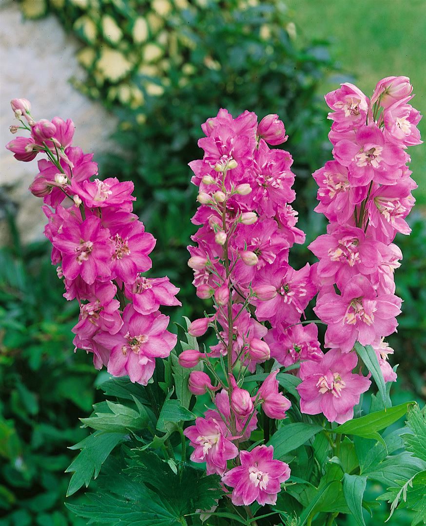 Delphinium Pacific 'Astolat', Rittersporn, rosa-lila, ca. 9x9 cm Topf 