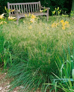 Deschampsia cespitosa 'Bronzeschleier', Schmiele, bronzefarben, ca. 9x9 cm Topf 