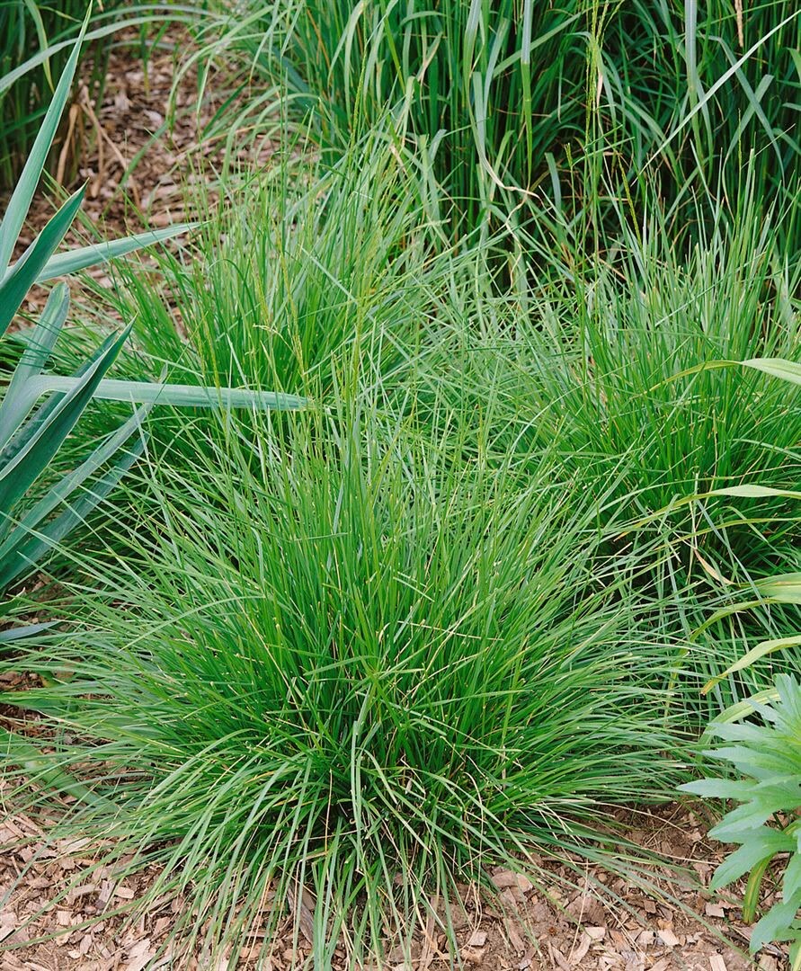 Deschampsia cespitosa 'Tautr&auml;ger', Schmiele, ca. 9x9 cm Topf 