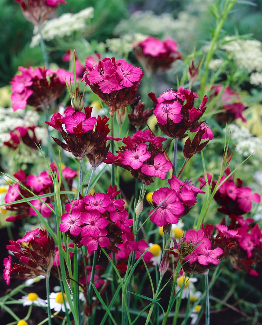 Dianthus carthusianorum, Karth&auml;user-Nelke, rosa Bl&uuml;ten, ca. 9x9 cm Topf 