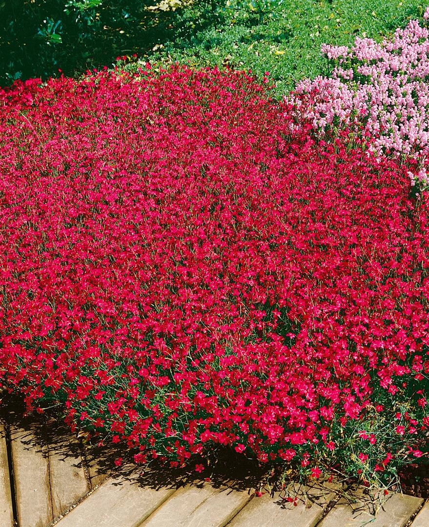 Dianthus deltoides 'Brillant', Heidenelke, leuchtend rot, ca. 9x9 cm Topf 