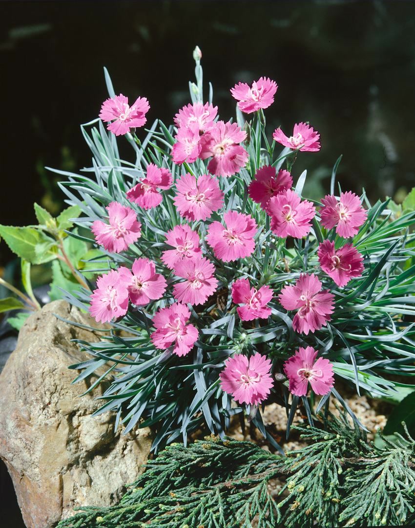 Dianthus gratianop. 'Blaureif', Nelke, blaugr&uuml;n, ca. 9x9 cm Topf 