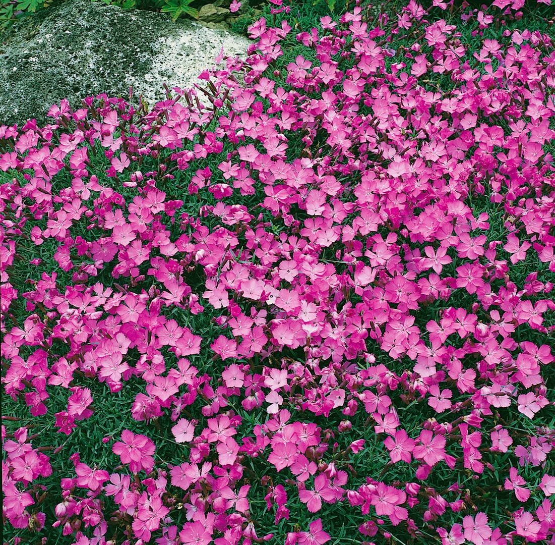 Dianthus gratianop. 'La Bourboule', Nelke, rosa, ca. 9x9 cm Topf 