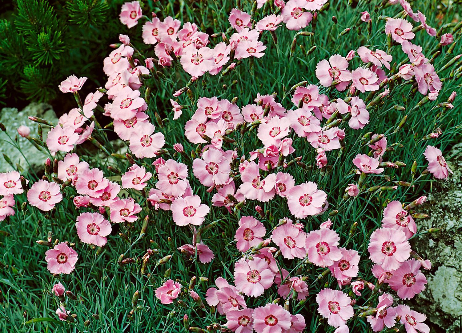 Dianthus gratianop. 'Nordstjernen', Nelke, wei&szlig;, ca. 9x9 cm Topf 