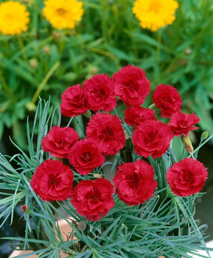 Dianthus plumarius 'Desmond', Federnelke, rosa, ca. 9x9 cm Topf 