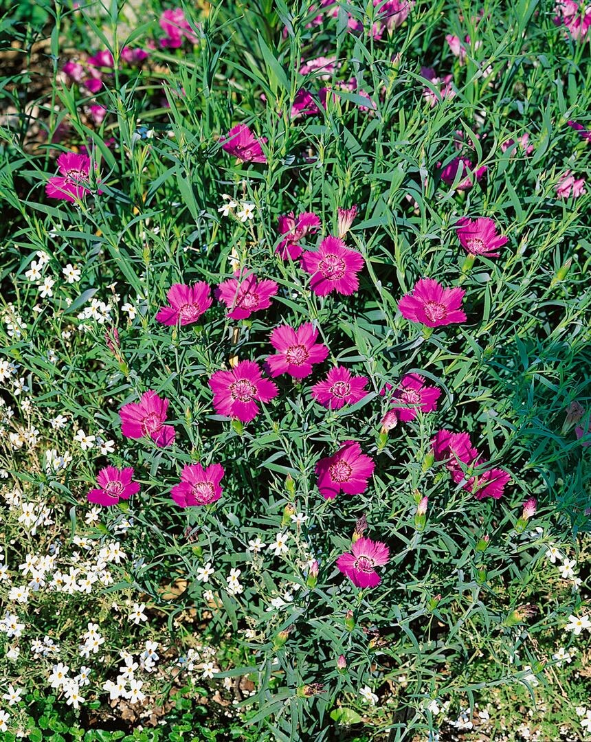 Dianthus sylvestris, Nelke, rosa Bl&uuml;ten, ca. 9x9 cm Topf 