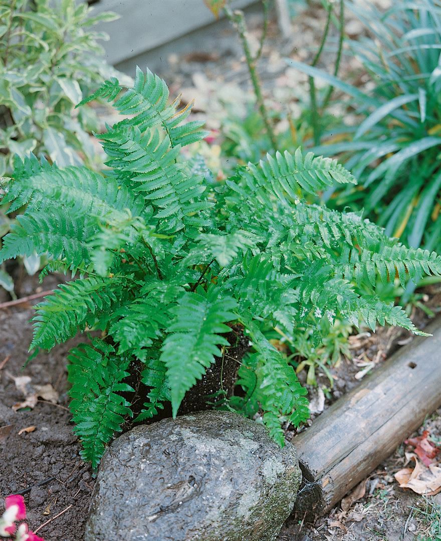 Dryopteris atrata, Farn, ca. 9x9 cm Topf 