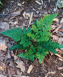 Dryopteris dilatata, Breitblatt-Farn, ca. 9x9 cm Topf 