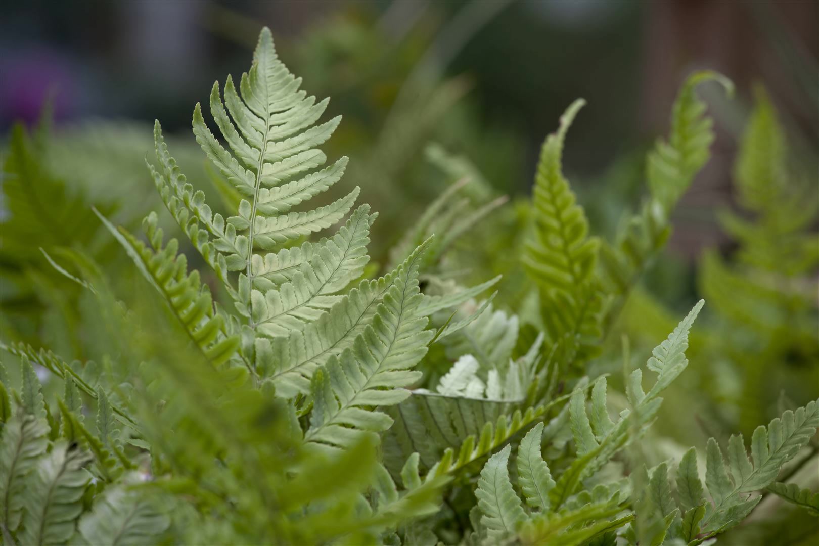 Dryopteris erythrosora, Herbstfarn, bronzefarben, ca. 9x9 cm Topf 