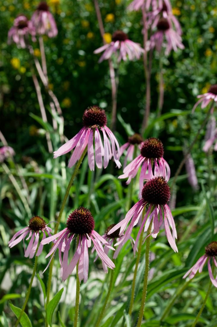 Echinacea pallida, blassrosa, ca. 9x9 cm Topf 