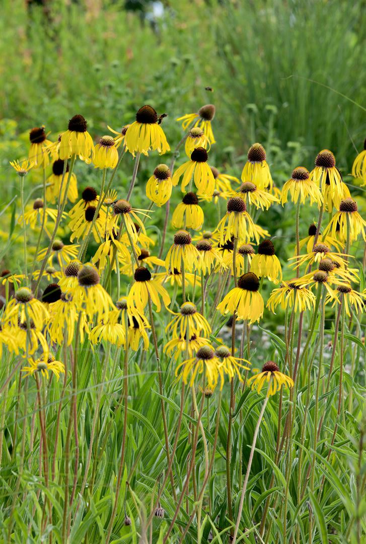 Echinacea paradoxa, Gelber Sonnenhut, ca. 9x9 cm Topf 