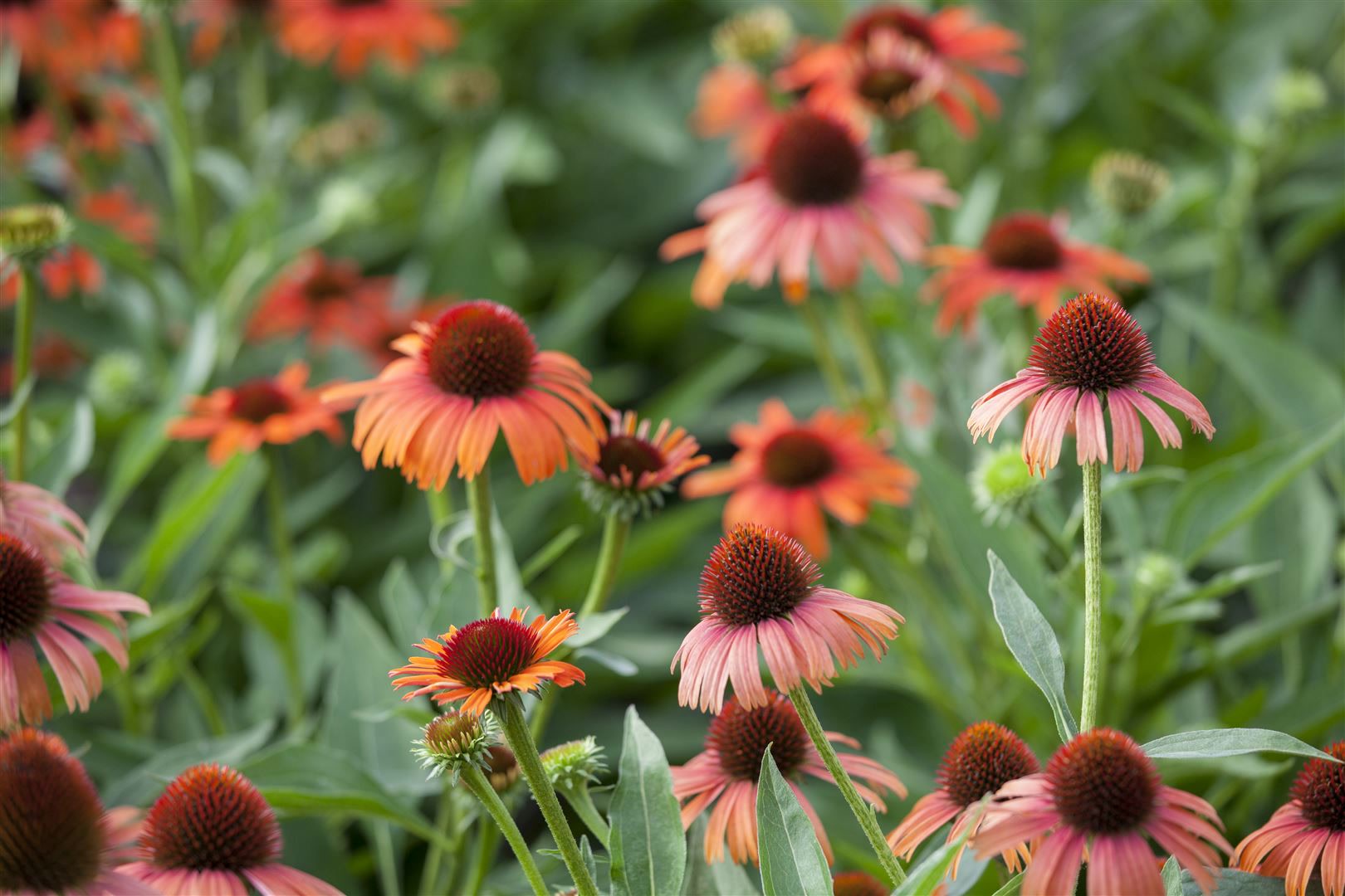 Echinacea purpurea, Sonnenhut, rosa, ca. 9x9 cm Topf 