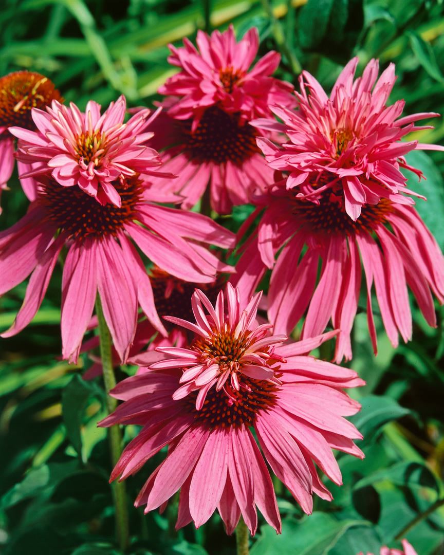 Echinacea purpurea 'Doppeldecker', Sonnenhut, rosa, ca. 9x9 cm Topf 