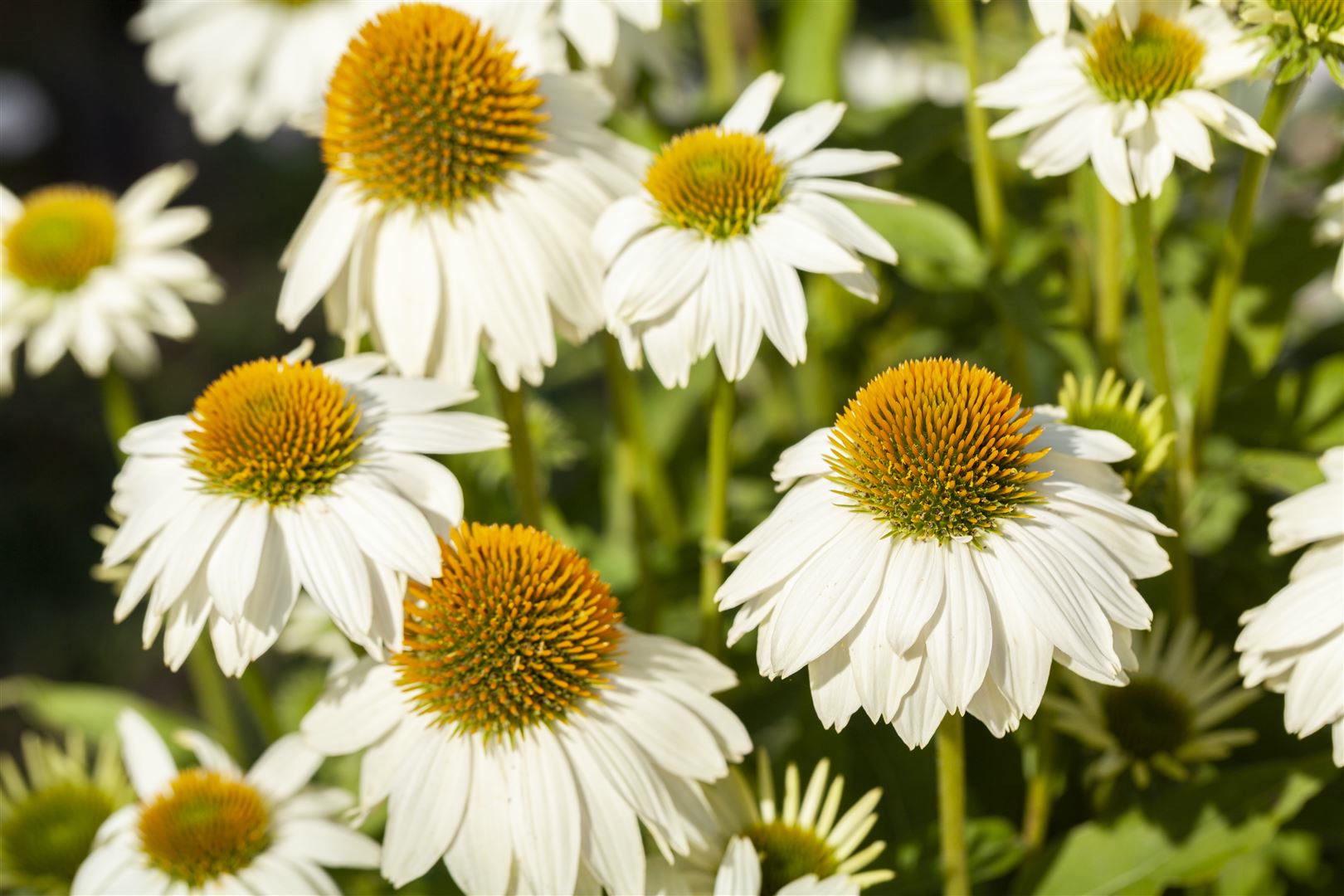 Echinacea purpurea 'PowWow White', wei&szlig;, ca. 9x9 cm Topf 