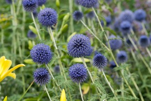 Echinops banaticus 'Blue Globe', Kugeldistel, blau, ca. 9x9 cm Topf 