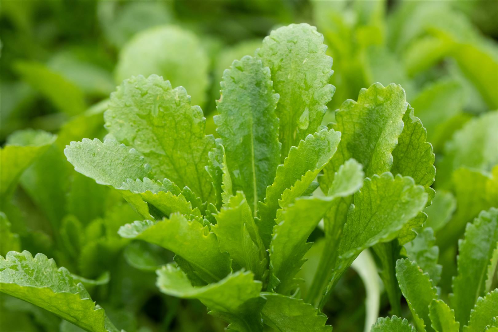 Echinops banaticus 'Taplow Blue', Kugeldistel, blau, ca. 9x9 cm Topf 