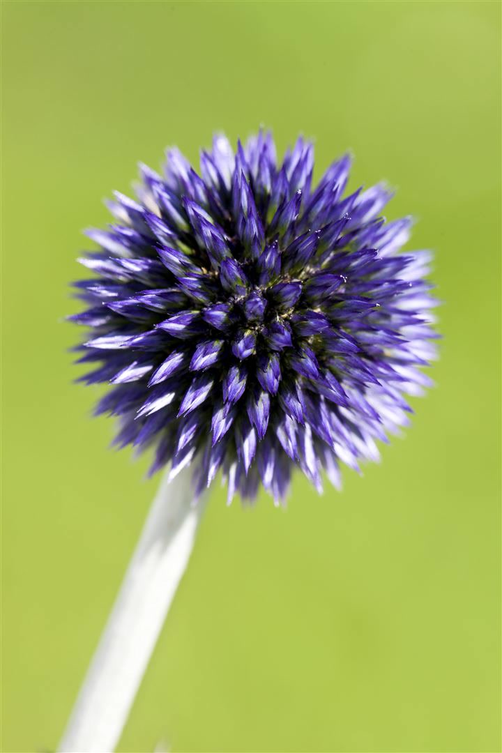 Echinops ritro 'Veitchs Blue', Kugeldistel, stahlblau, ca. 9x9 cm Topf 