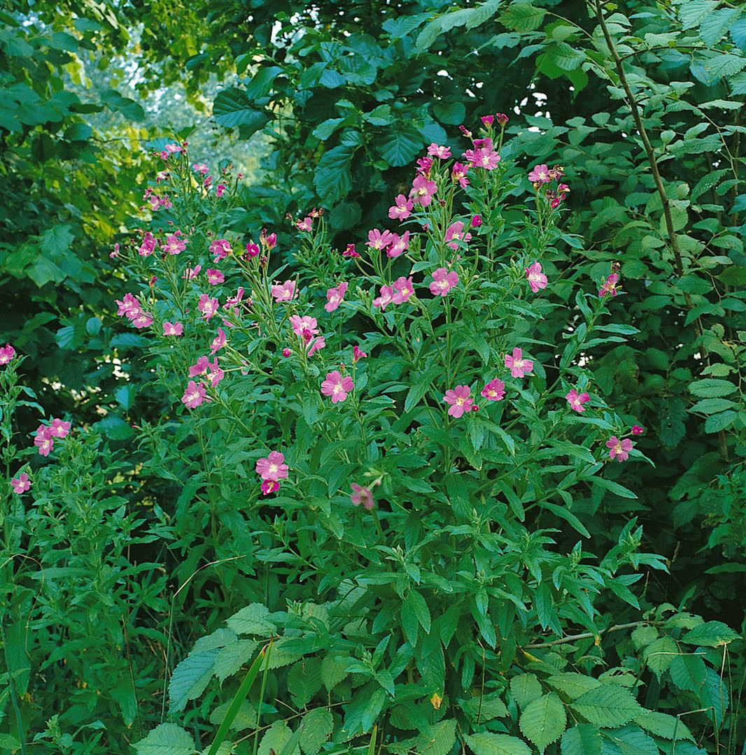 Epilobium hirsutum, Zottiges Weidenr&ouml;schen, ca. 9x9 cm Topf 