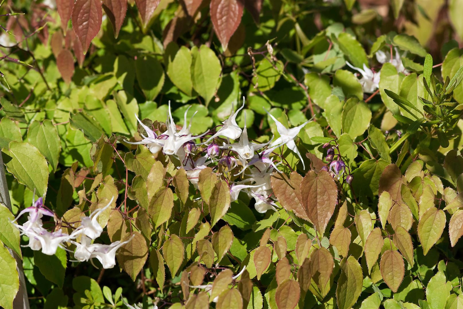 Epimedium grandiflorum 'Akebono', Elfenblume, rosa, ca. 9x9 cm Topf 