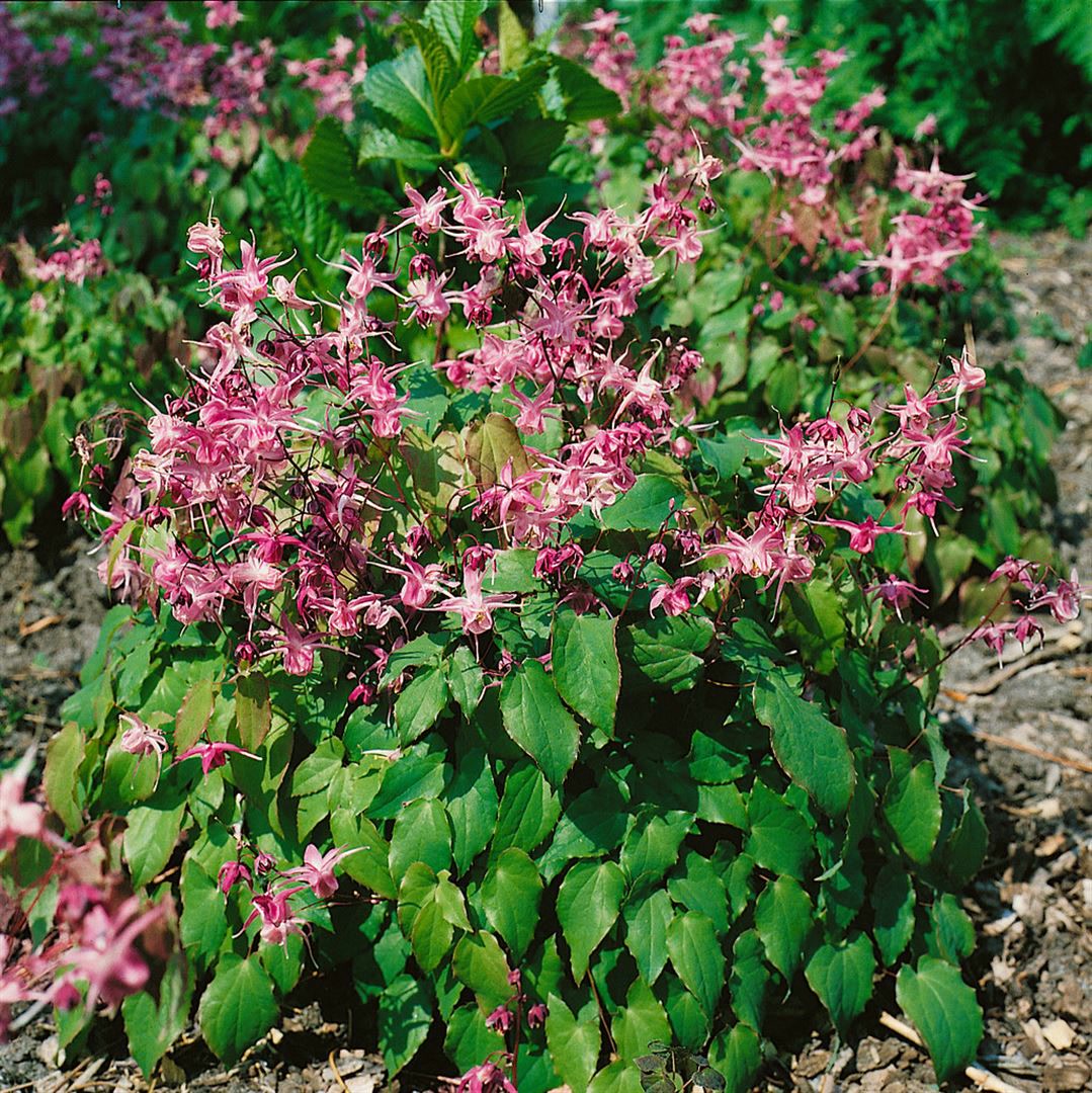 Epimedium grandiflorum 'Rubinkrone', Elfenblume, ca. 9x9 cm Topf 