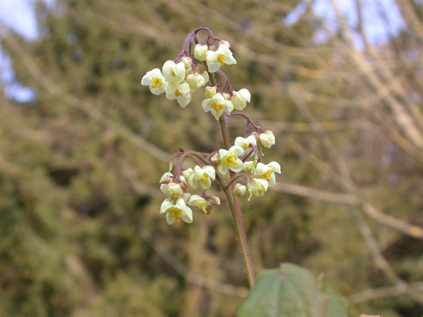 Epimedium pubigerum, Elfenblume, ca. 9x9 cm Topf, wintergr&uuml;n 
