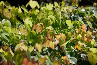 Epimedium x cult.'Amber Queen', Elfenblume, bernsteinfarben, ca. 9x9 cm Topf 