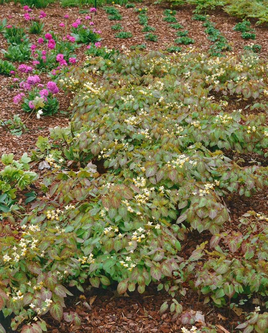 Epimedium x warleyense, Elfenblume, orange Bl&uuml;ten, ca. 9x9 cm Topf 