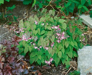 Epimedium x youngianum 'Roseum', Elfenblume, rosa, ca. 9x9 cm Topf 