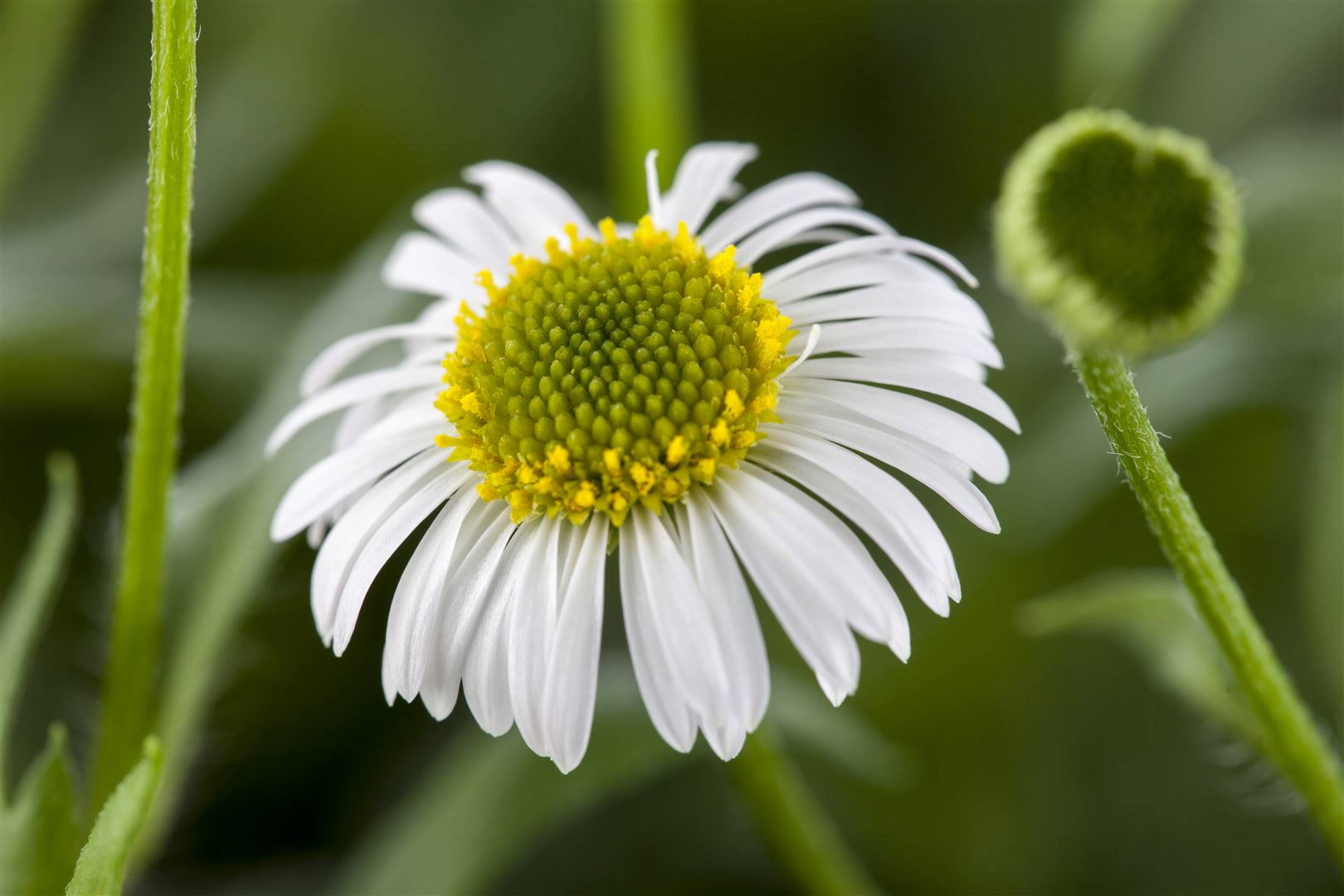 Erigeron karvinskianus, Spanisches G&auml;nsebl&uuml;mchen, ca. 9x9 cm Topf 
