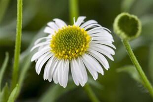 Erigeron karvinskianus, Spanisches Gänseblümchen, ca. 9x9 cm Topf 