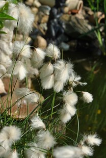 Eriophorum angustifolium, Wollgras, ca. 9x9 cm Topf 