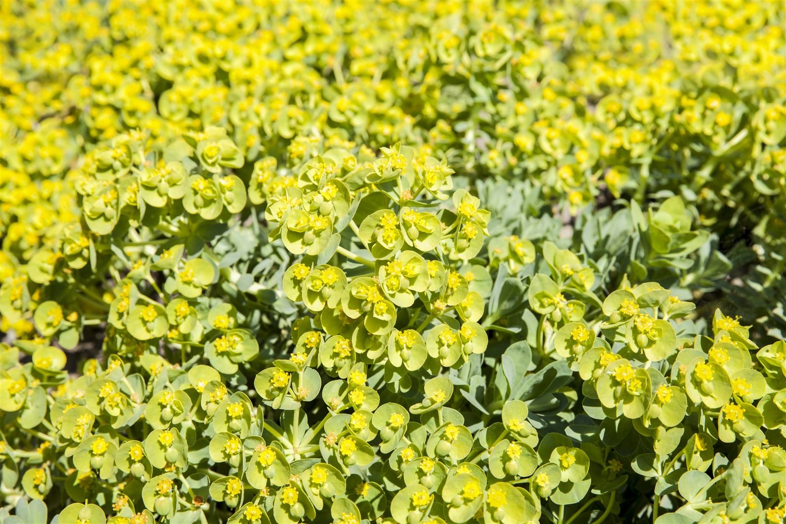 Eriophyllum lanatum, Wolliges Sonnenauge, gelb, ca. 9x9 cm Topf 