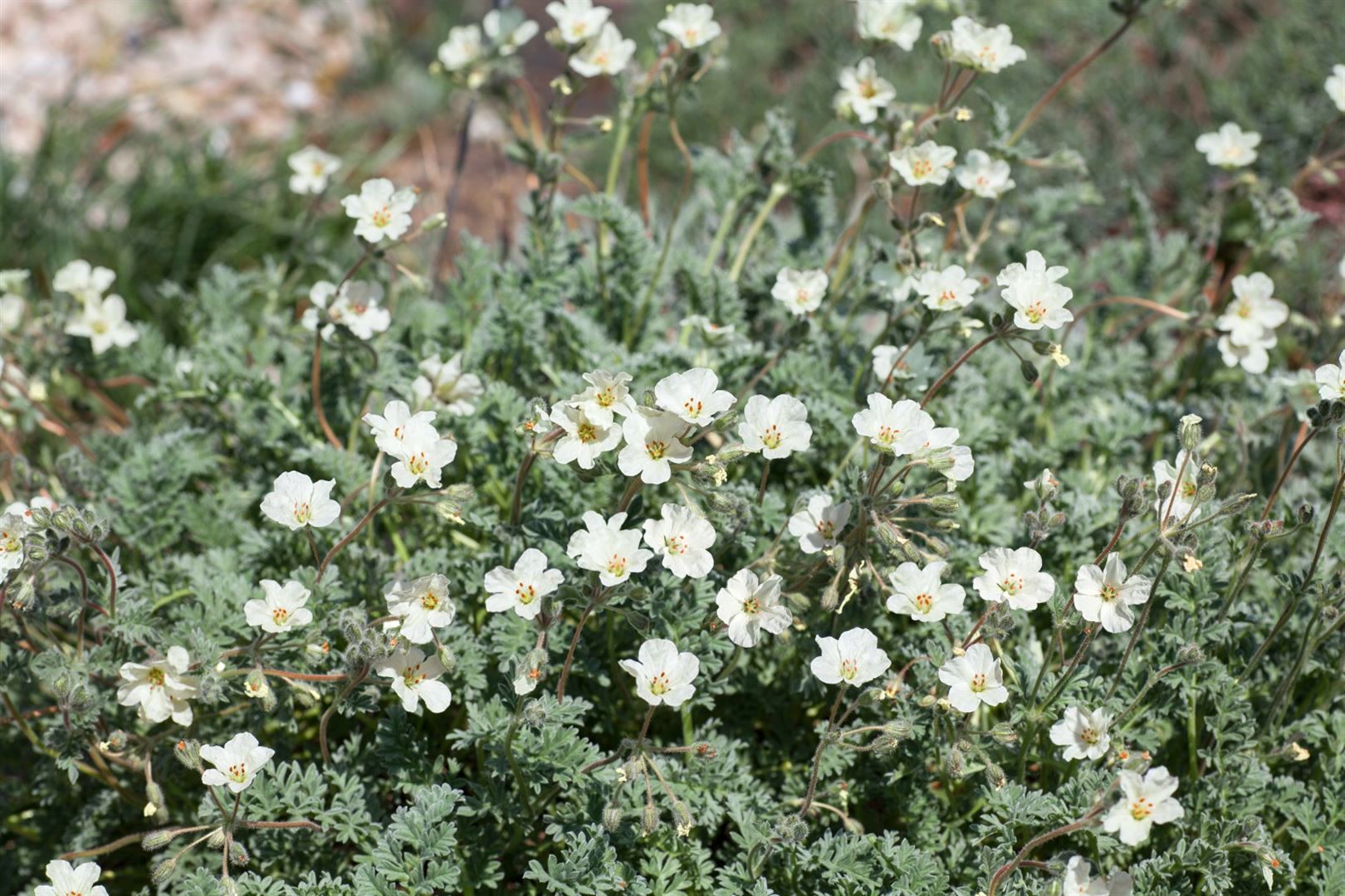 Erodium chrysanthum, gelb, ca. 9x9 cm Topf 