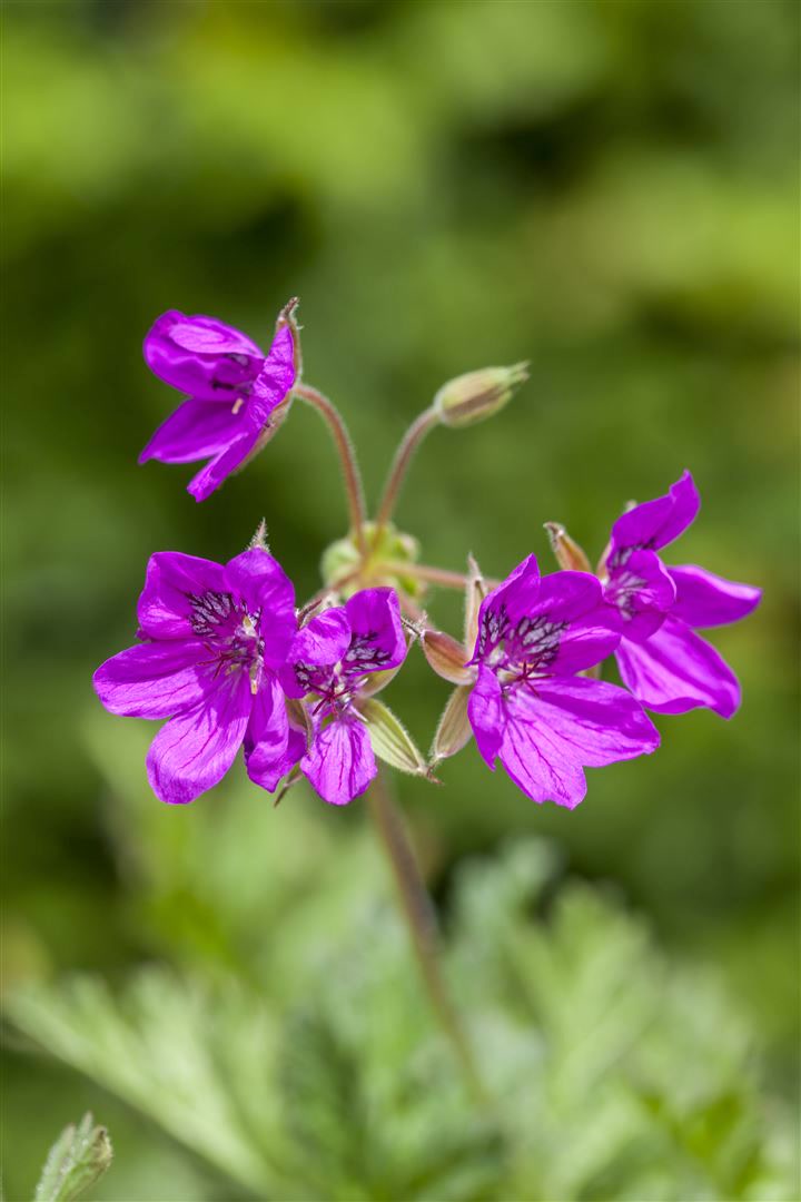 Erodium manescavii, Storchschnabel, rosa Bl&uuml;ten, ca. 9x9 cm Topf 