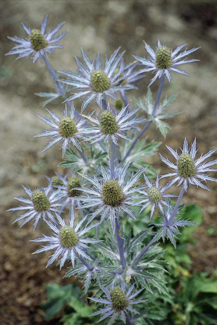 Eryngium planum, Flachblatt-Mannstreu, stahlblau, ca. 9x9 cm Topf 