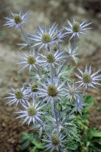 Eryngium planum, Flachblatt-Mannstreu, stahlblau, ca. 9x9 cm Topf 