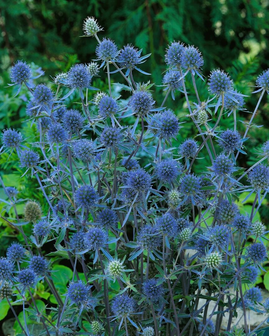 Eryngium planum 'Blauer Zwerg', Edeldistel, stahlblau, ca. 9x9 cm Topf 
