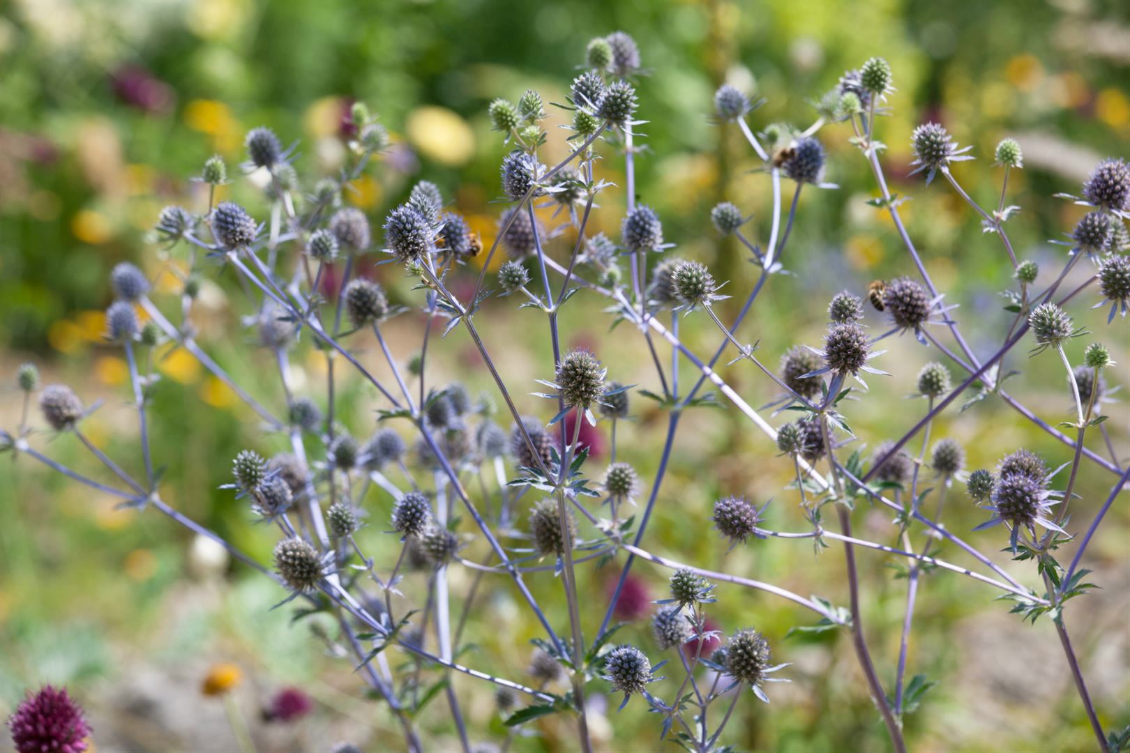 Eryngium planum 'Blaukappe', Edeldistel, stahlblau, ca. 9x9 cm Topf 