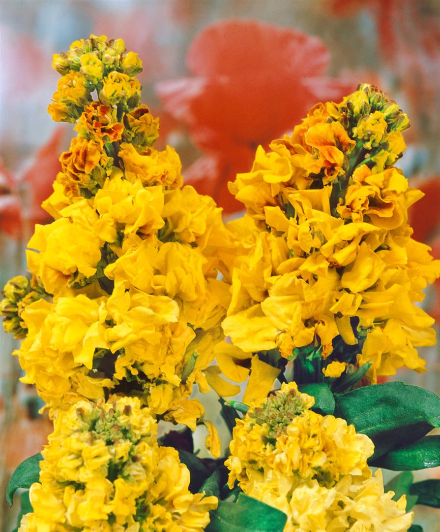 Erysimum cheiri 'Yellow Bird', Goldlack, gelb, ca. 9x9 cm Topf 