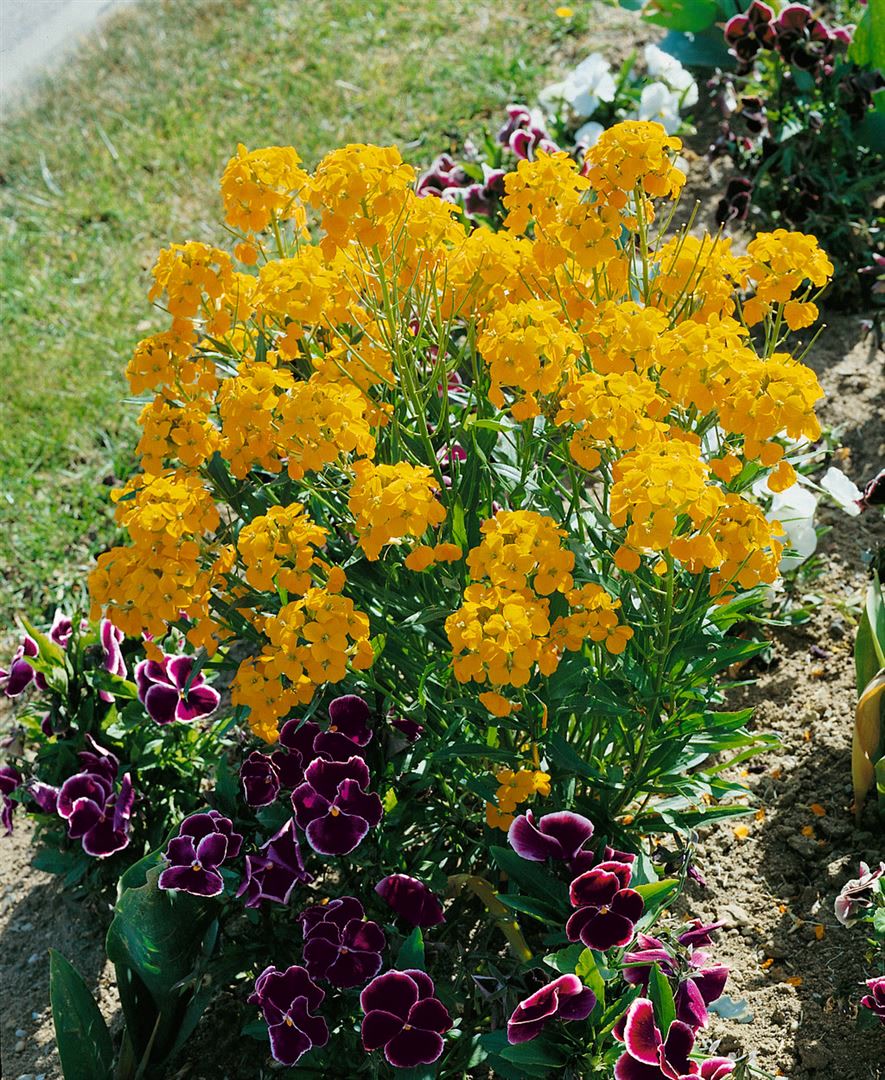 Erysimum x allionii, Goldlack, orange, ca. 9x9 cm Topf 