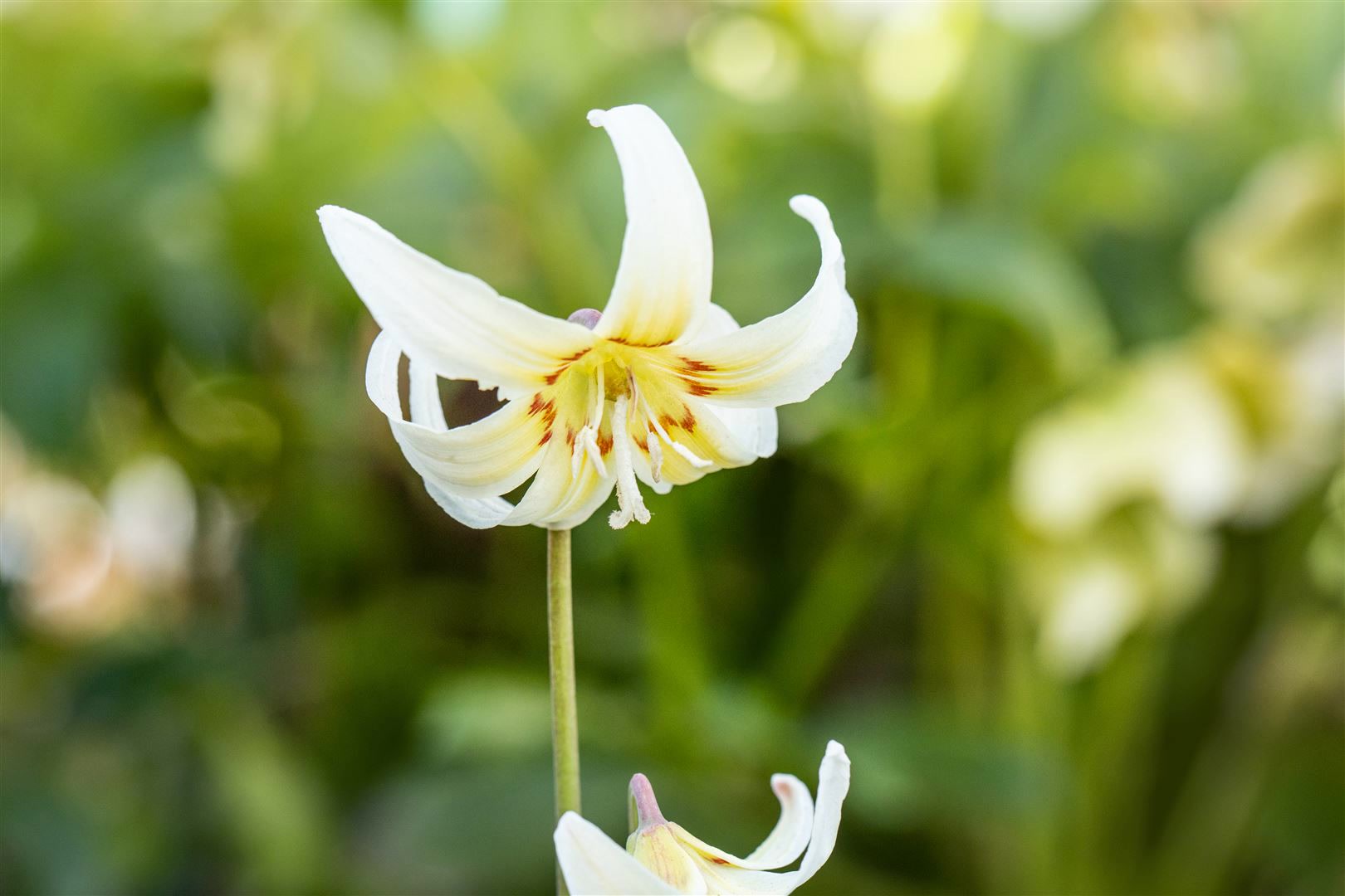 Erythronium tuolumnense 'White Beauty', Hundszahn, wei&szlig;, ca. 9x9 cm Topf 