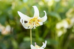 Erythronium tuolumnense 'White Beauty', Hundszahn, weiß, ca. 9x9 cm Topf 