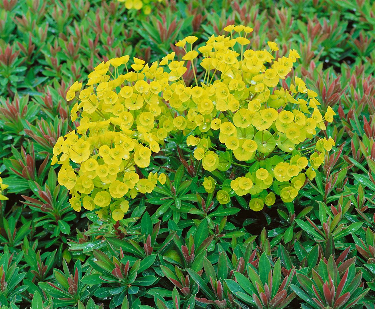Euphorbia characias char.'Red Wing', Wolfsmilch, rot, ca. 9x9 cm Topf 