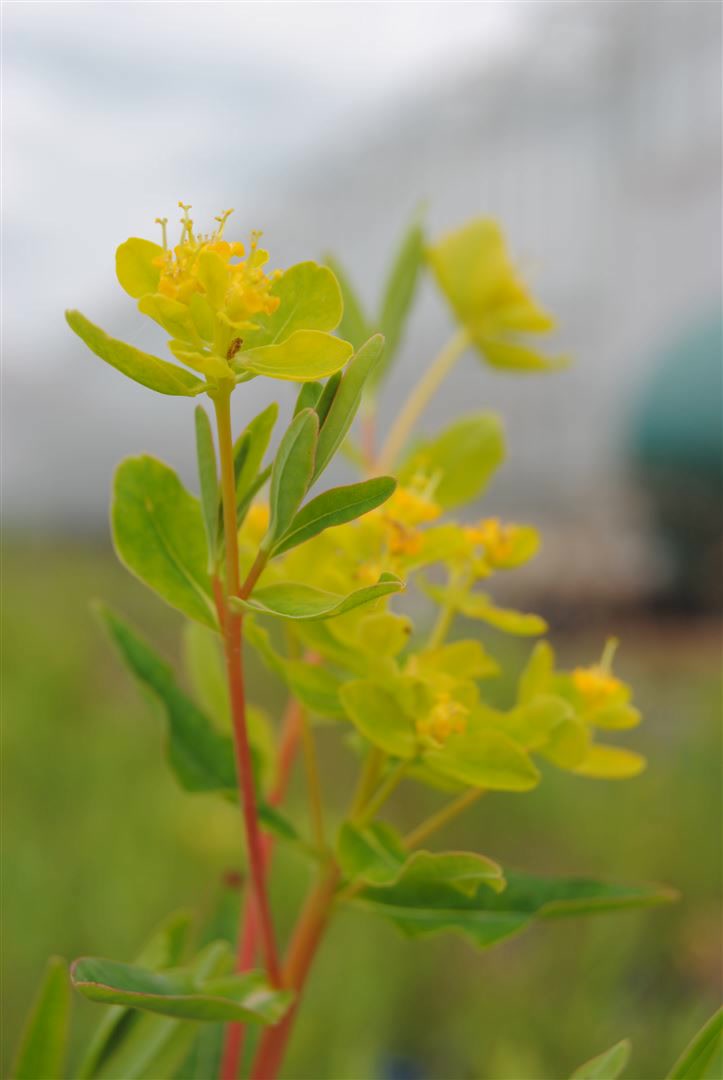 Euphorbia palustris, Sumpf-Wolfsmilch, ca. 9x9 cm Topf 