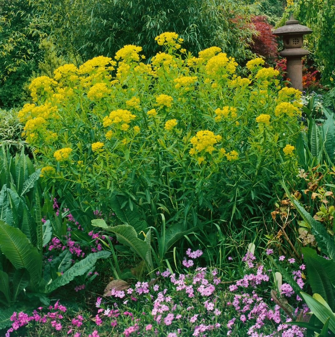 Euphorbia palustris 'Walenburg's Glorie', Sumpf-Wolfsmilch, ca. 9x9 cm Topf 