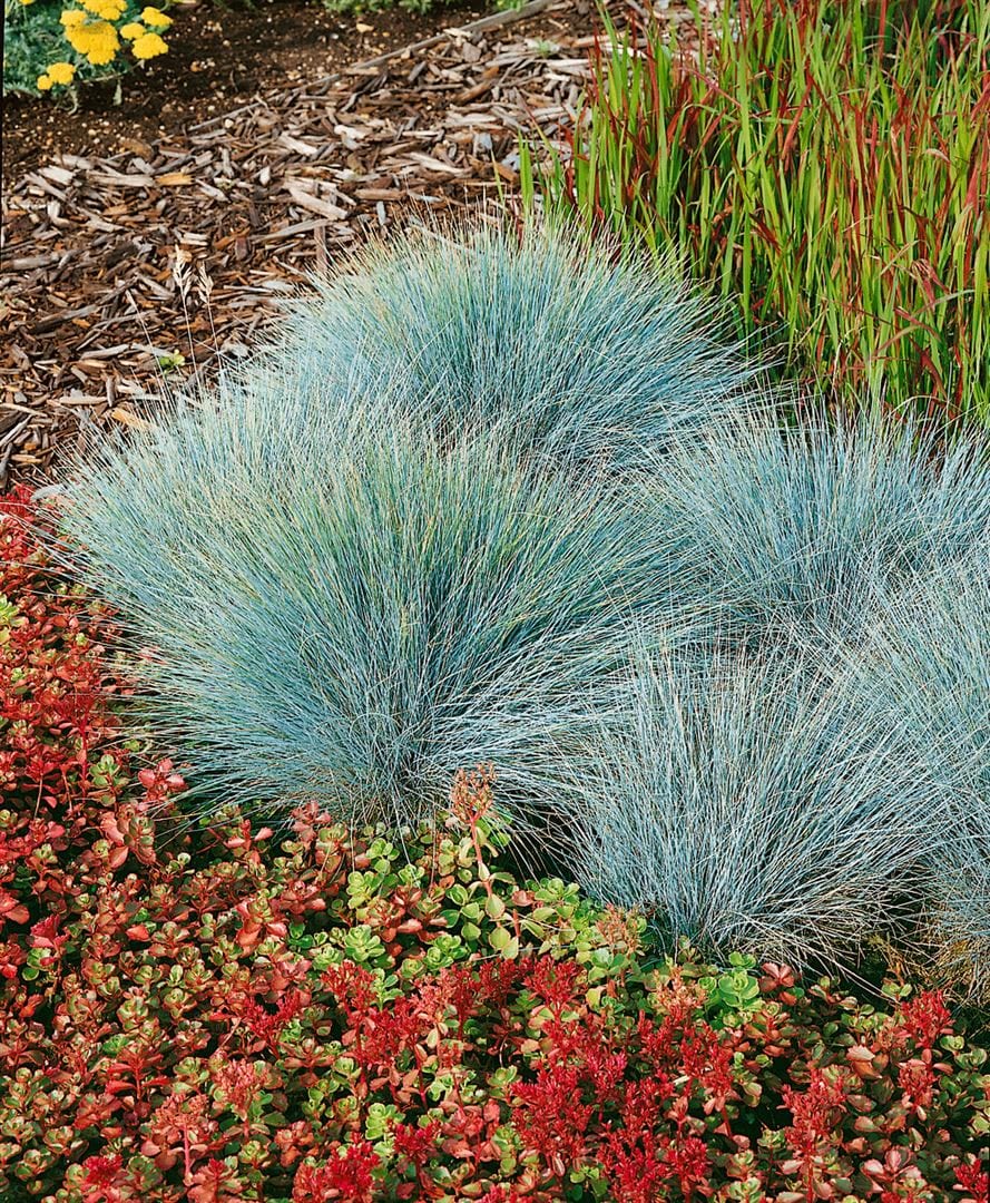 Festuca glauca 'Elijah Blue', Blauschwingel, ca. 9x9 cm Topf 
