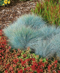 Festuca glauca 'Elijah Blue', Blauschwingel, ca. 9x9 cm Topf 