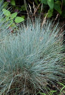 Festuca cinerea 'Silberreiher', Blauschwingelgras, ca. 9x9 cm Topf 