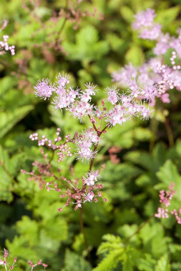 Filipendula palmata 'Kahome', M&auml;des&uuml;&szlig;, rosa Bl&uuml;ten, ca. 9x9 cm Topf 