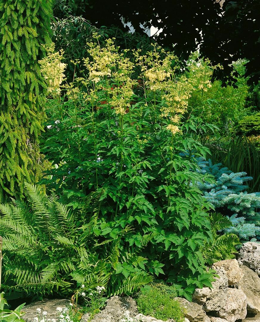 Filipendula ulmaria, M&auml;des&uuml;&szlig;, ca. 9x9 cm Topf, duftend 